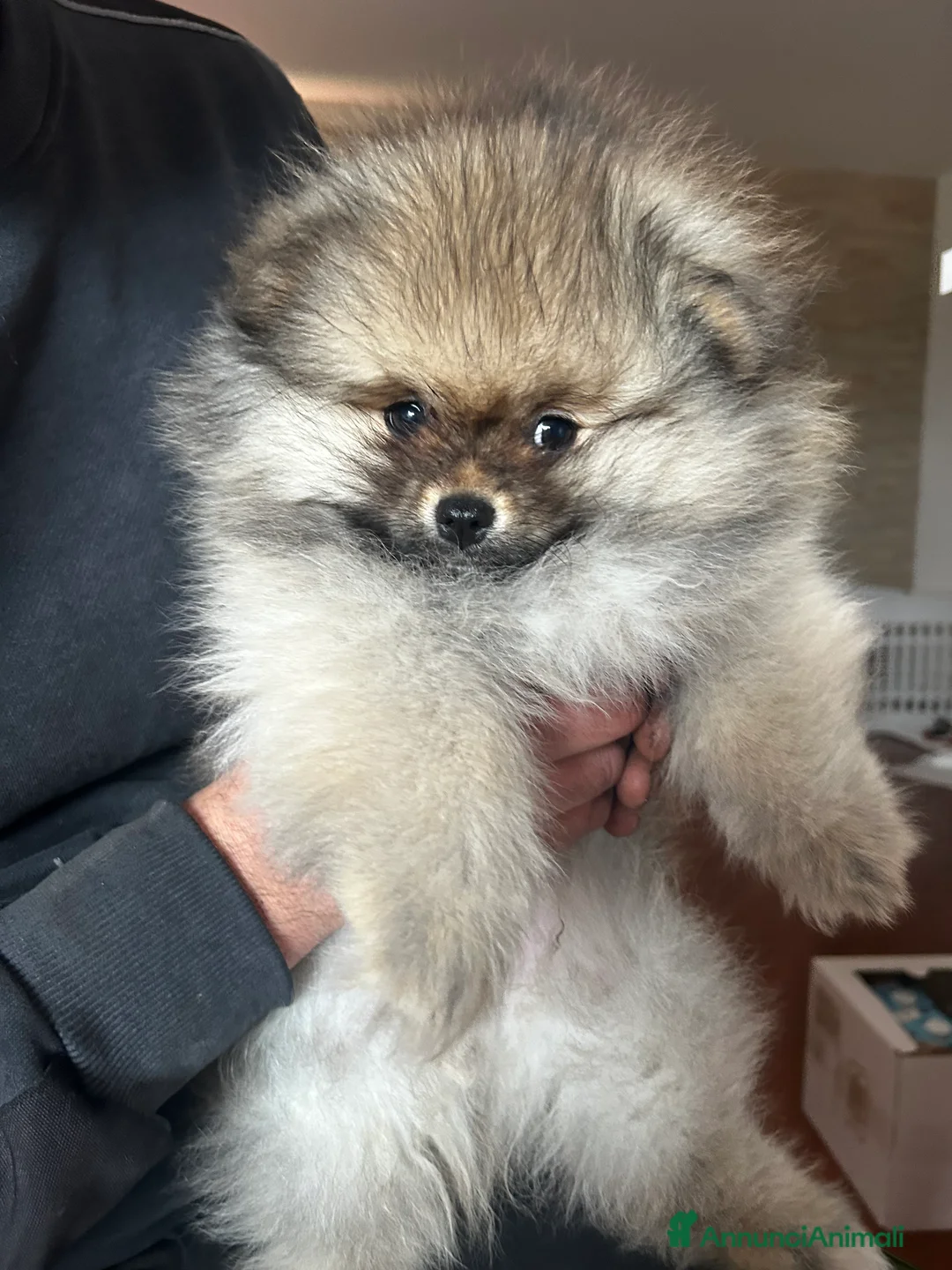 Spitz cani in vendita: SPITZ NANO DI POMERANIA MASCHIETTI  - Annuncio 6