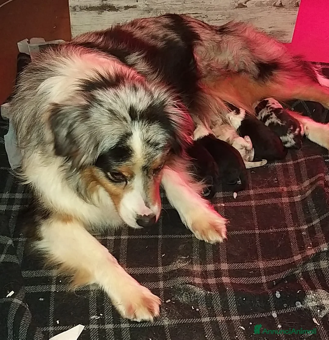 Australian Shepherd cani in vendita: Cuccioli di pastore australiano  - Annuncio 3