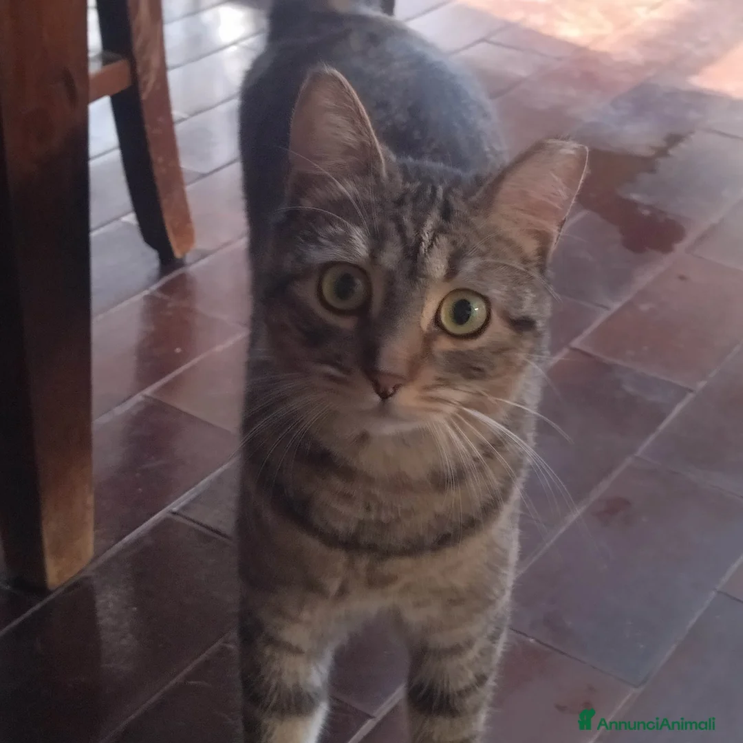 Europeo gatti in regalo: GATTINA DOLCISSIMA - Annuncio 2