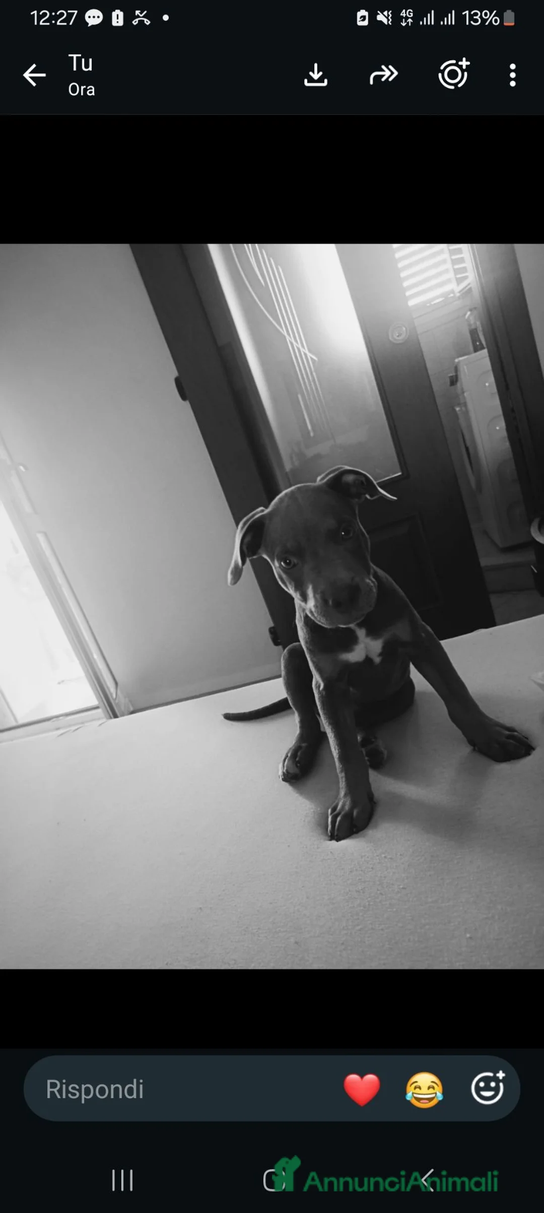 Pitbull cani in vendita: American pitbull standard ukc a Città Metropolitana di Torino - Annuncio 2