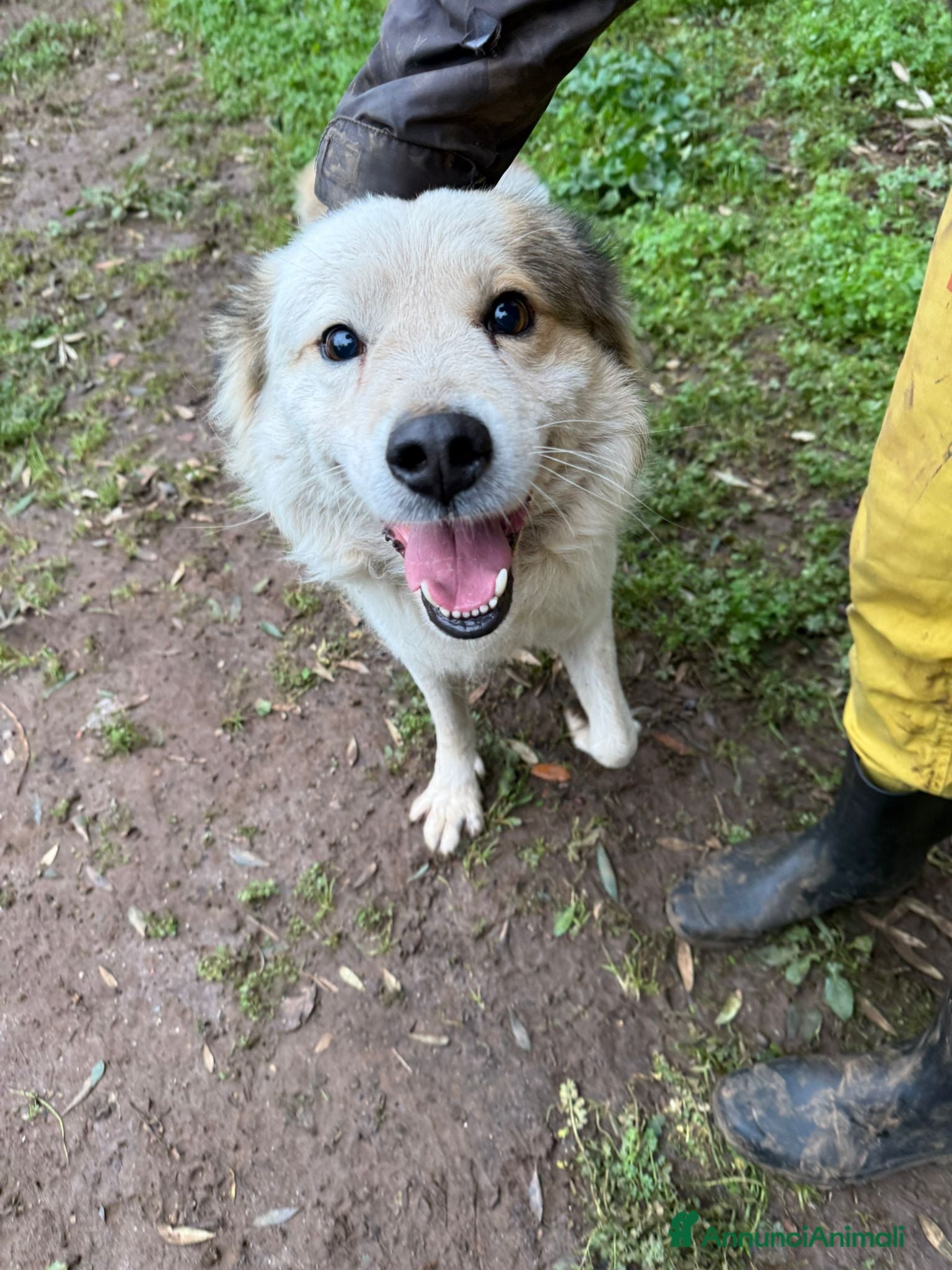 Meticcio cani MILO ASPETTA UNA MAMMA  - Annuncio 2