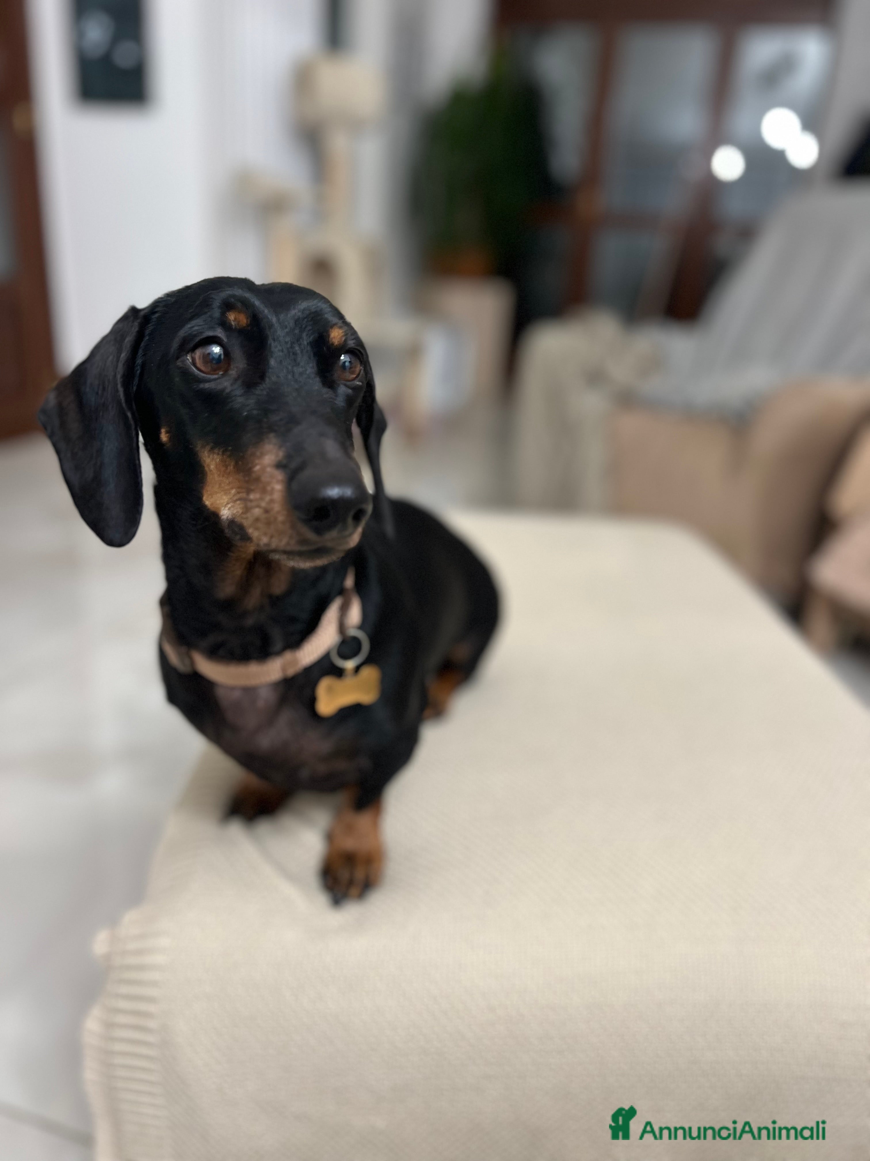 Bassotto cani Bassotto nano nero focato  - Annuncio 8