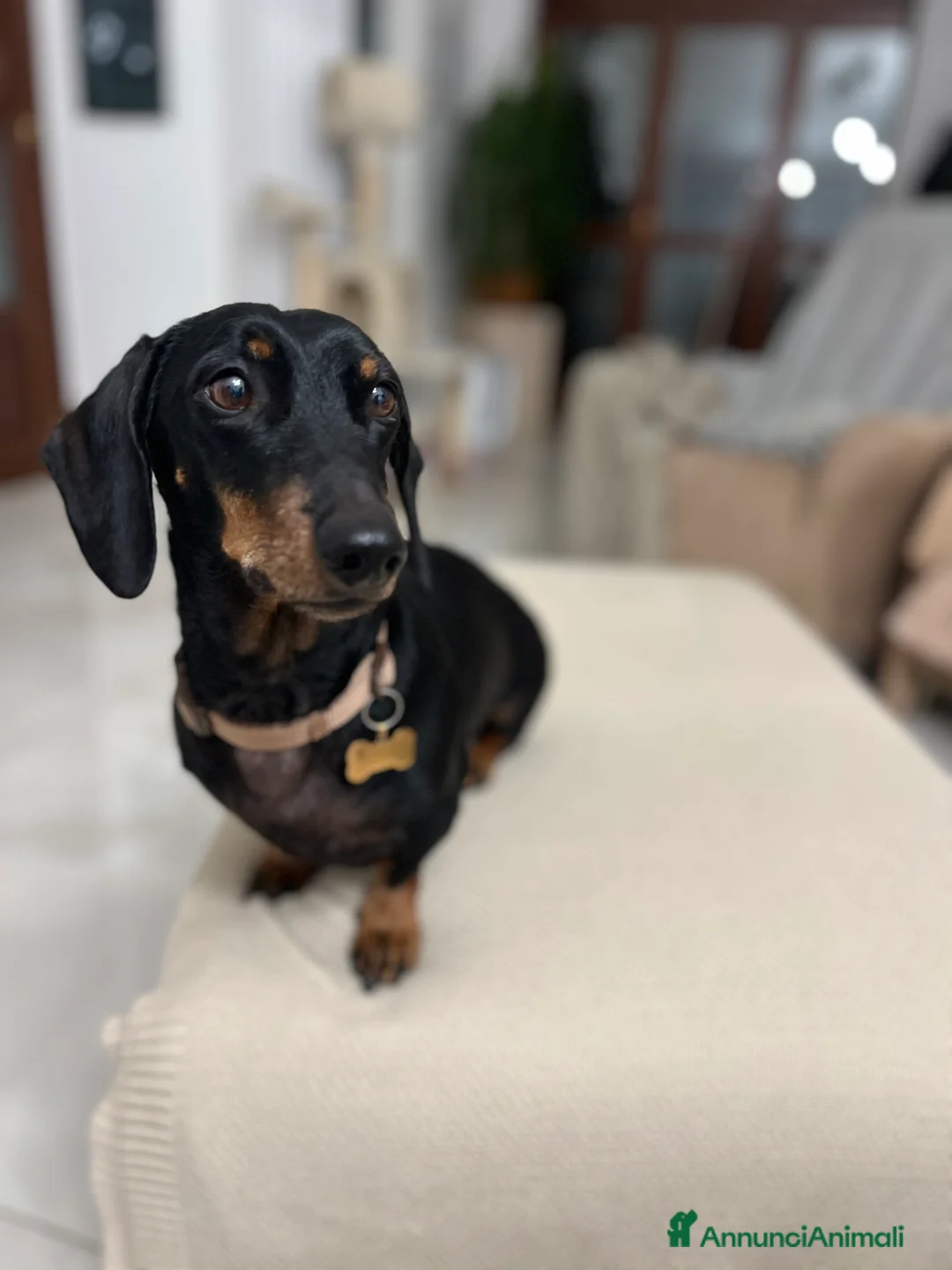 Bassotto cani in regalo: Bassotto nano nero focato  - Annuncio 1