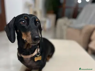 Bassotto cani Bassotto nano nero focato - Annuncio 1