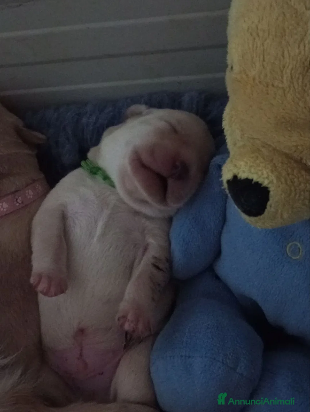 Labrador cani in vendita: Cuccioli di Labrador retriever disponibili a Provincia di Perugia - Annuncio 2