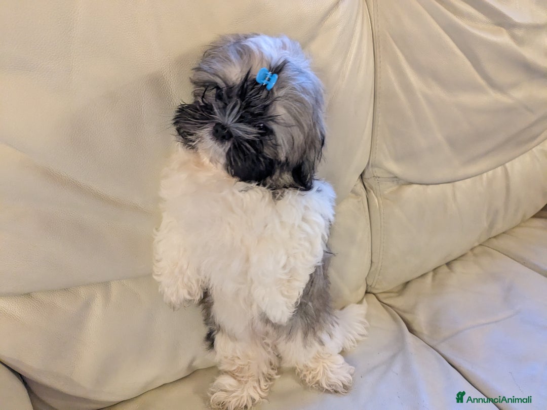 Shih Tzu cani in vendita: Maschio Shitzu con pedigree  a Provincia di Brescia - Immagine 5