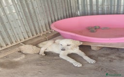 Meticcio cani in regalo:  AKI  - Immagine 3