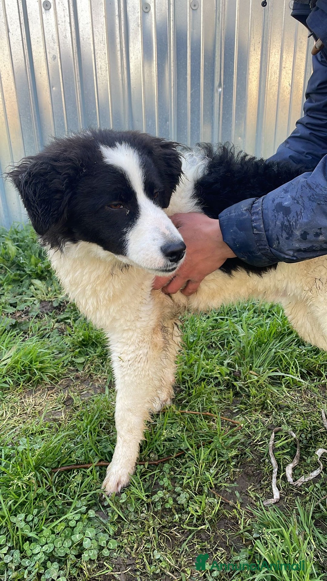 Border Collie cani in regalo: IL DOLCISSIMO SUGAR CERCA CASA - Annuncio 3