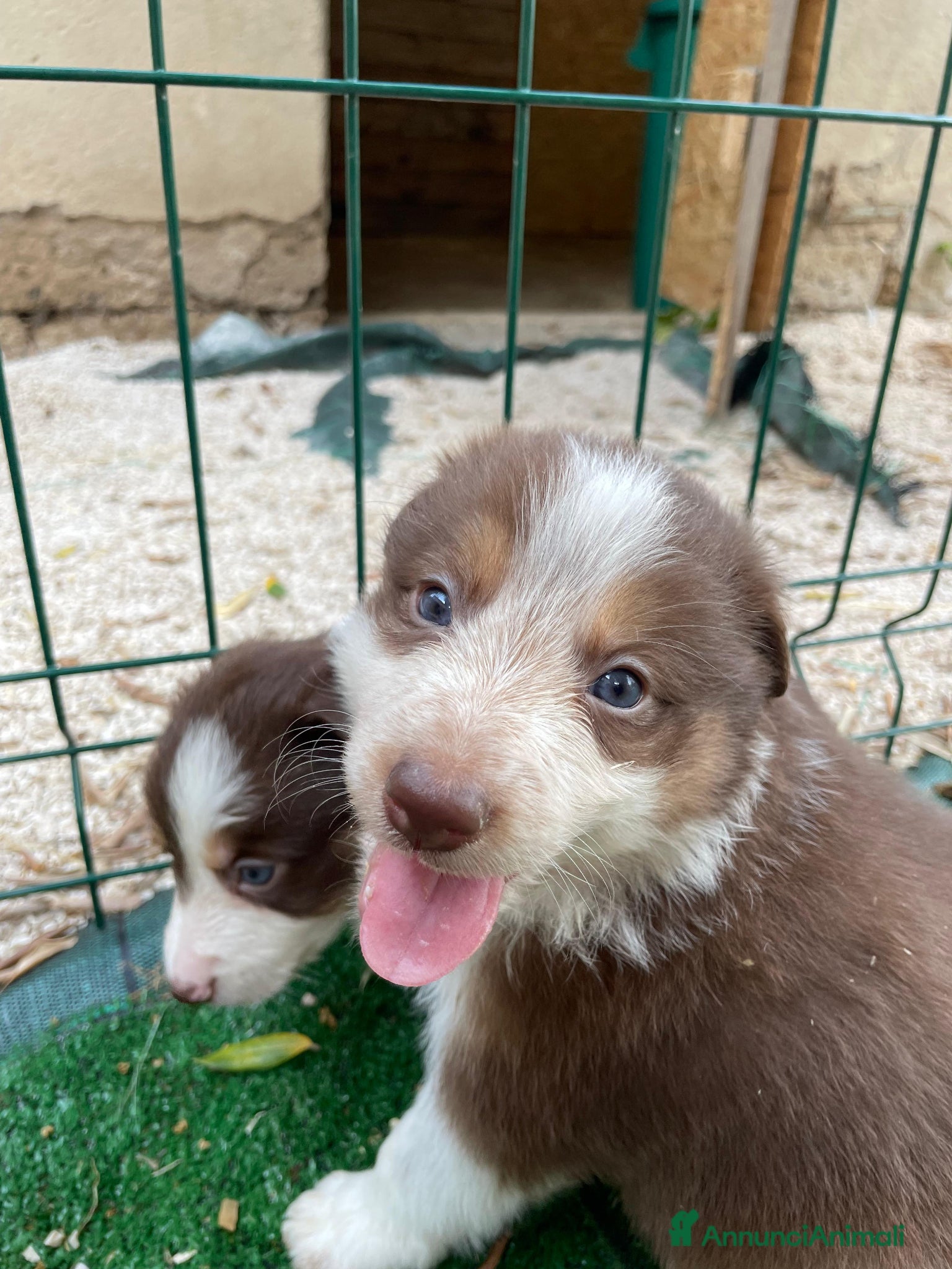 Border Collie cani in vendita: Cuccioli di border collie  a Provincia di Perugia - Annuncio 7