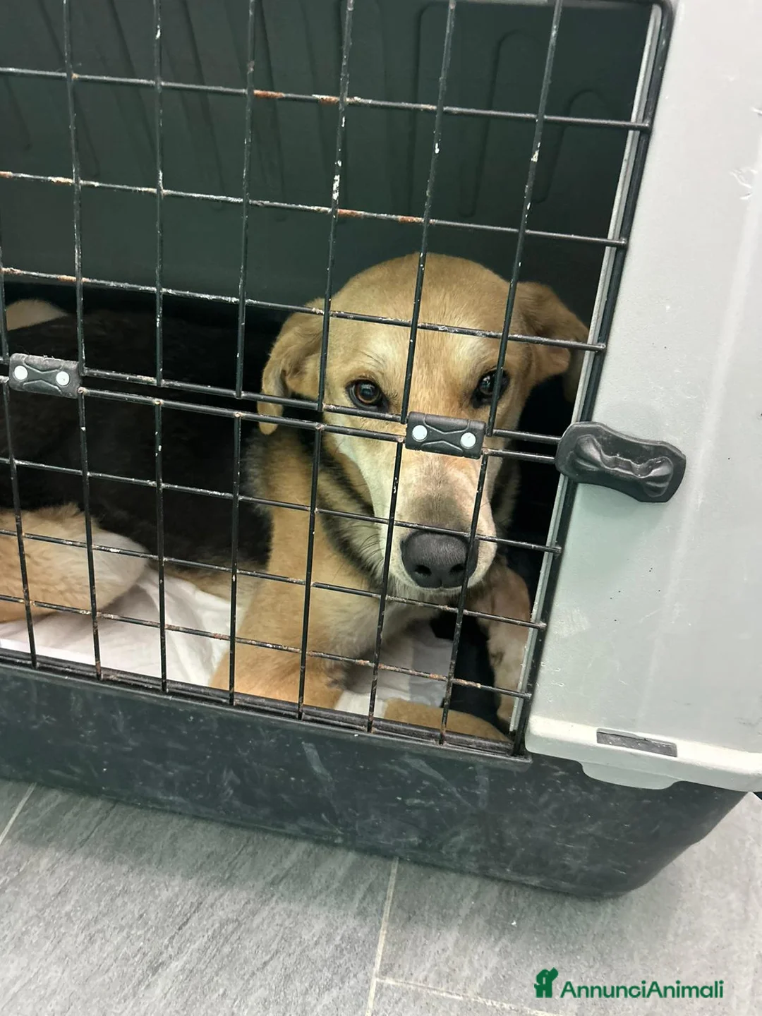 Meticcio cani in regalo: SALVA UN CUCCIOLO!  a Provincia di Reggio Emilia - Annuncio 2