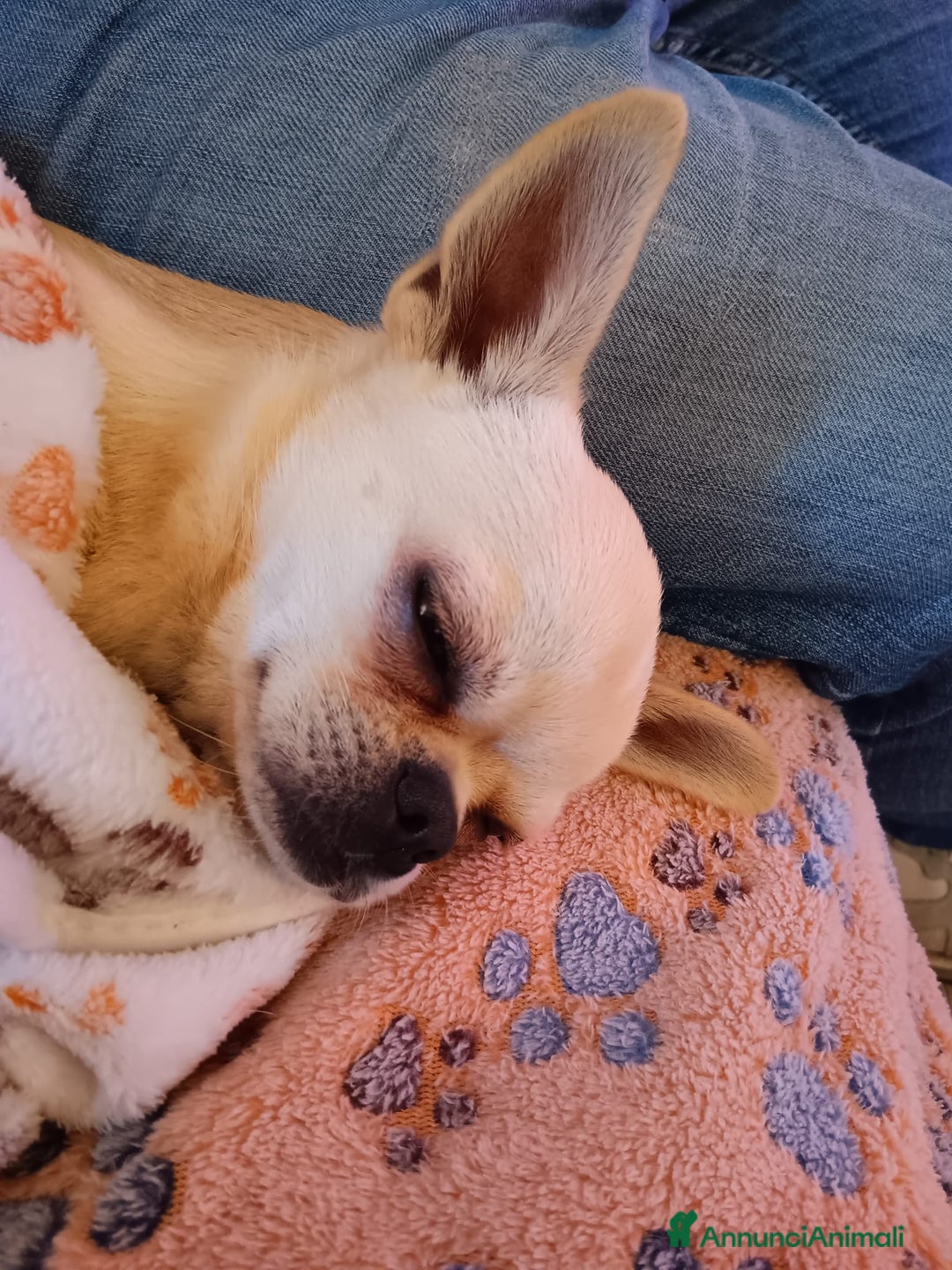 Chihuahua cani per accoppiamento: Chiuahua - Annuncio 3