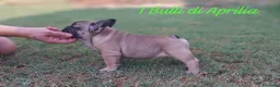 Bulldog Francese cani in vendita: Bulldog Francese  - Annuncio 6