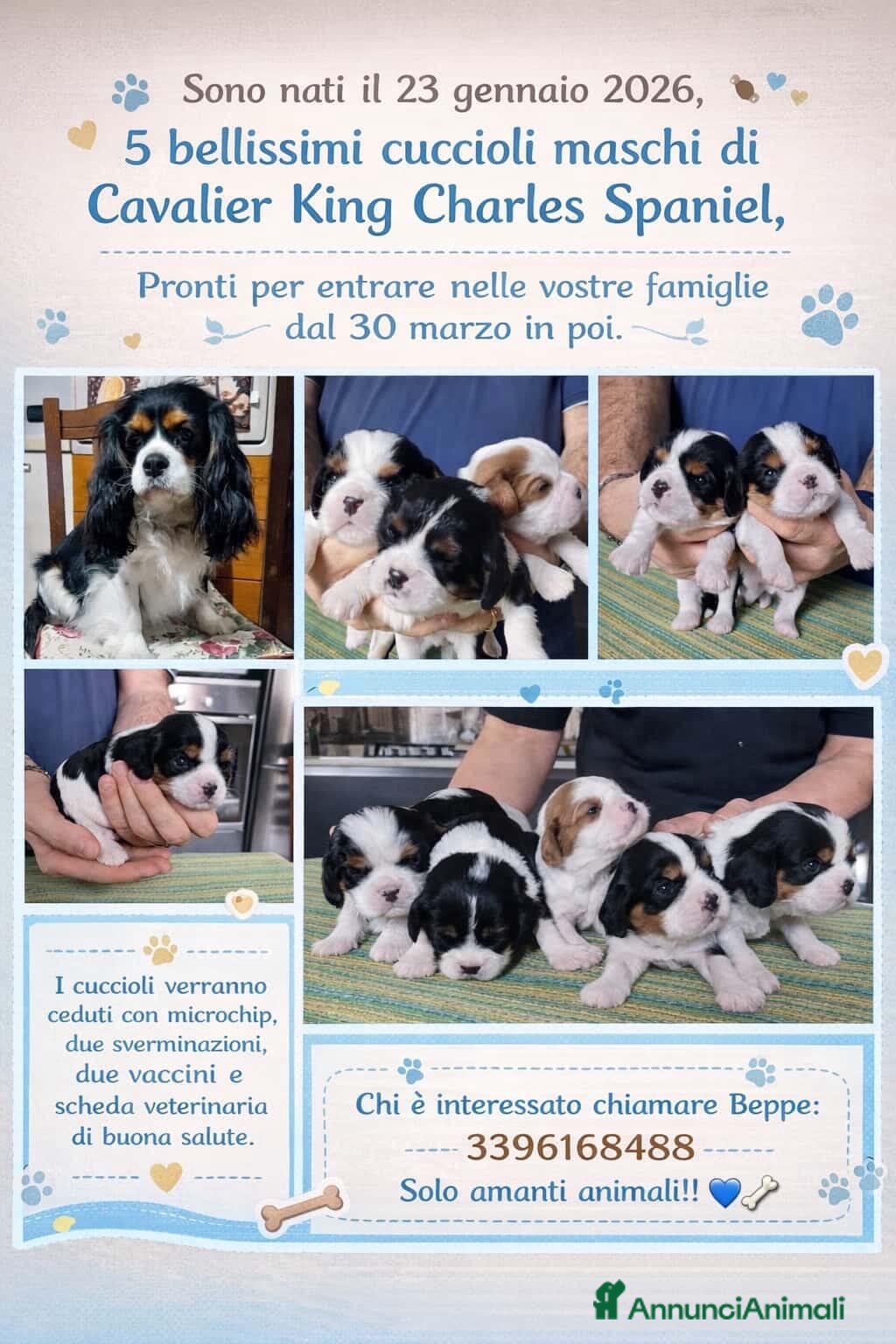 Cavalier King cani  cuccioli di Cavalier King Charles Spaniel - Annuncio 26