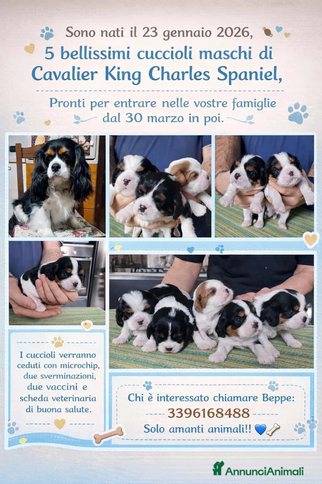 Cavalier King cani in vendita:  cuccioli di Cavalier King Charles Spaniel - Annuncio 1