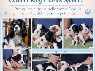 Cavalier King cani cuccioli di Cavalier King Charles Spaniel - Annuncio 1