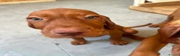 Vizsla cani in vendita: Ultimi 3 maschi di di bracco ungherese disponibili - Annuncio 14