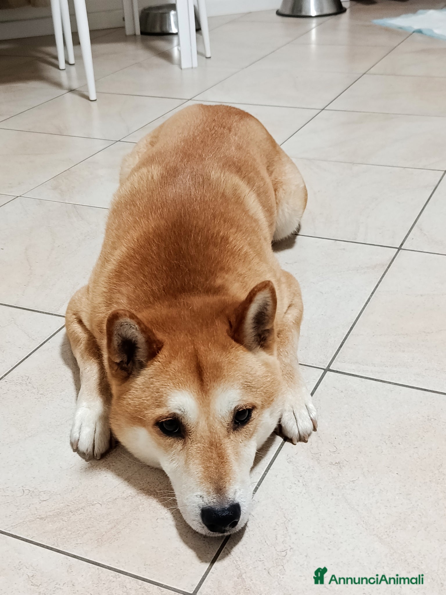 Shiba Inu cani Kiko 6 anni cerca famiglia  - Annuncio 2
