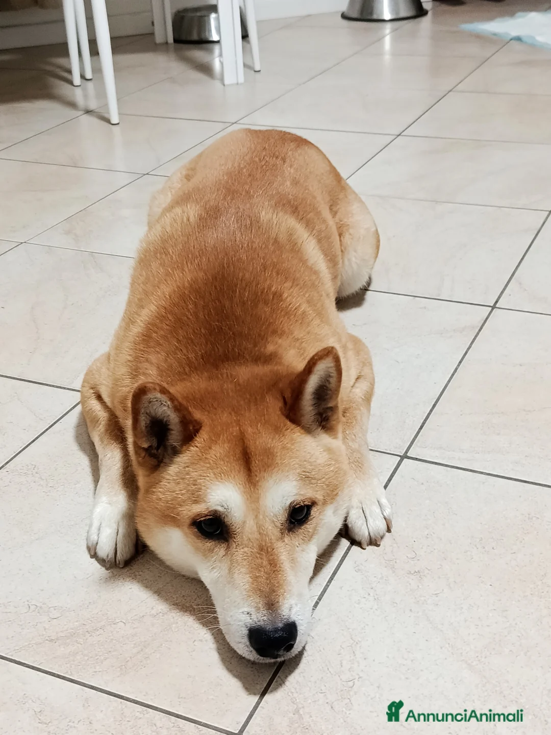 Shiba Inu cani in regalo: Kiko 6 anni cerca famiglia  a Provincia di Ferrara - Annuncio 2