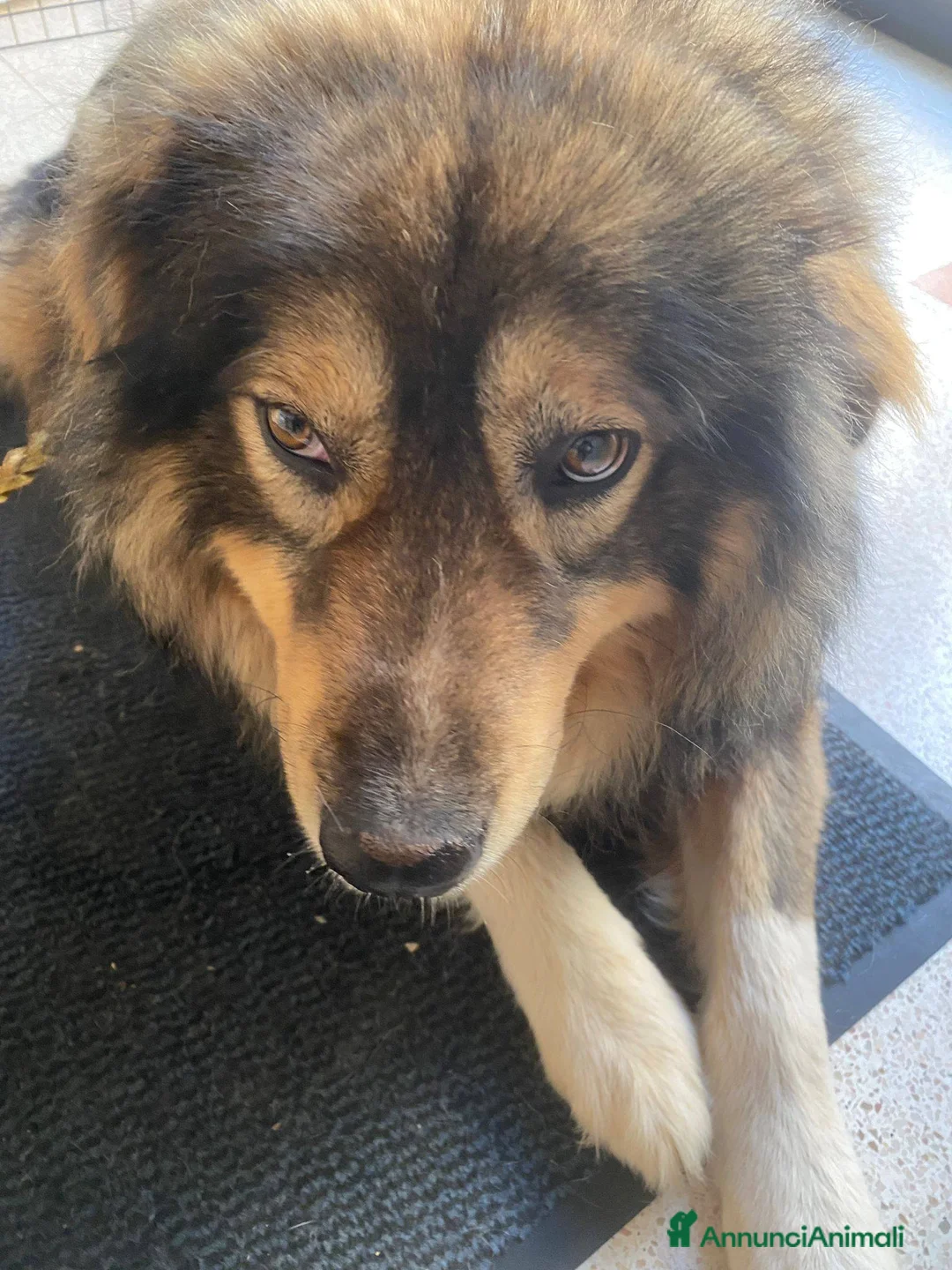 Pastore dei Carpazi cani in regalo: Max, gigante buono - Annuncio 1
