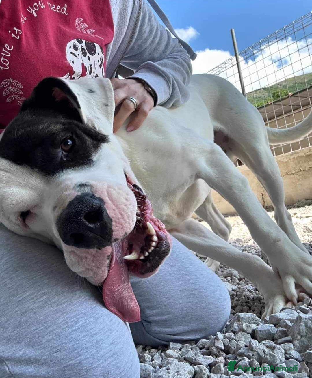 Dogo Argentino cani in regalo: VINCENT, fantastico molossone cerca famiglia - Annuncio 2