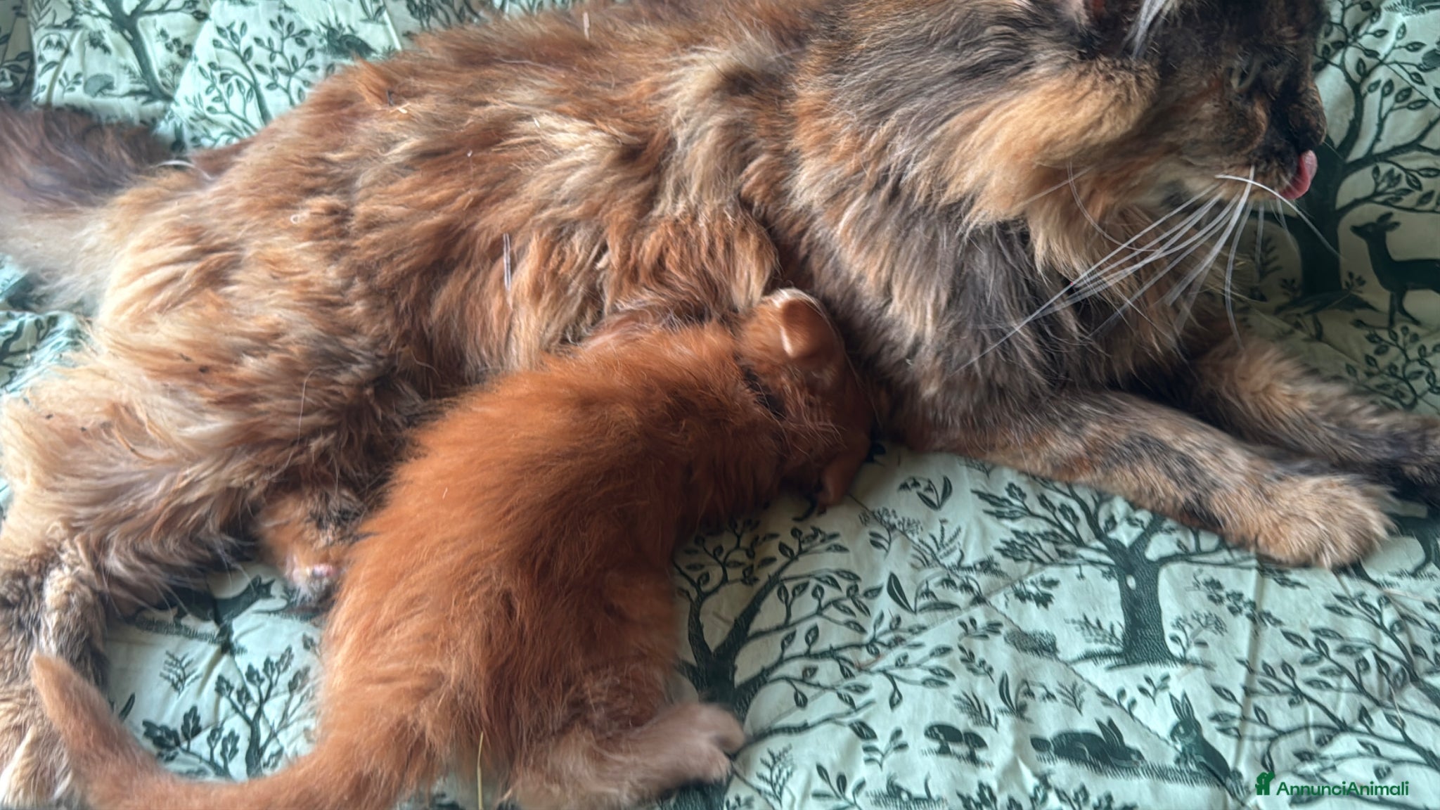 Maine Coon gatti in vendita: Cuccioli di maine coon rossi  - Annuncio 9