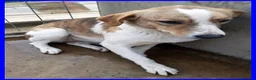 Meticcio cani in regalo: ROSE dolce triste patatina! - Annuncio 4