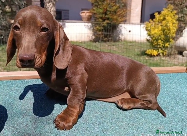 Bassotto cani Bassotti  disponibili subito. - Annuncio 1