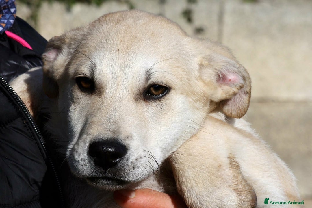 Meticcio cani in regalo: Ettore mix akita in adozione  - Annuncio 1