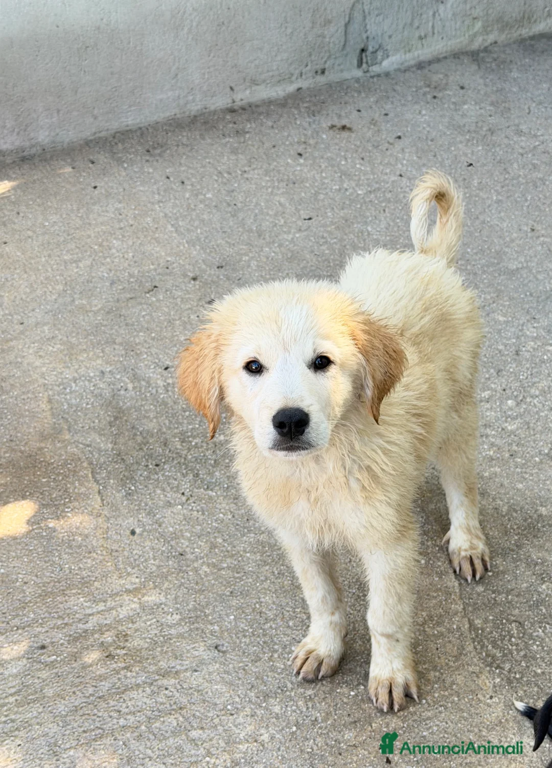 Meticcio cani in regalo: Bubi maschio a Città Metropolitana di Torino - Annuncio 1