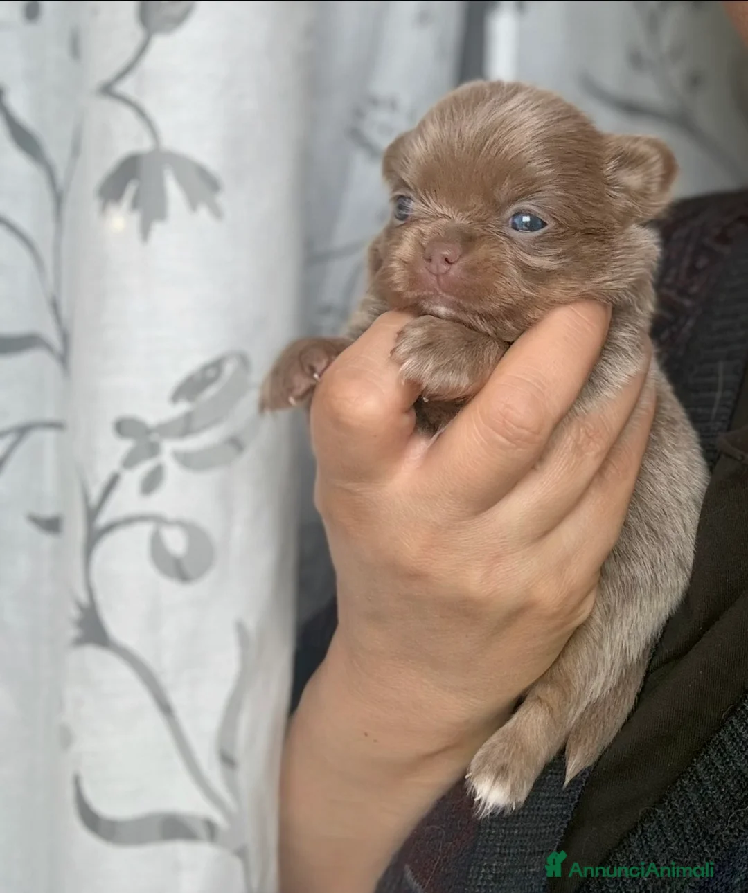 Chihuahua cani in vendita: Chihuahua femminuccia  - Annuncio 2