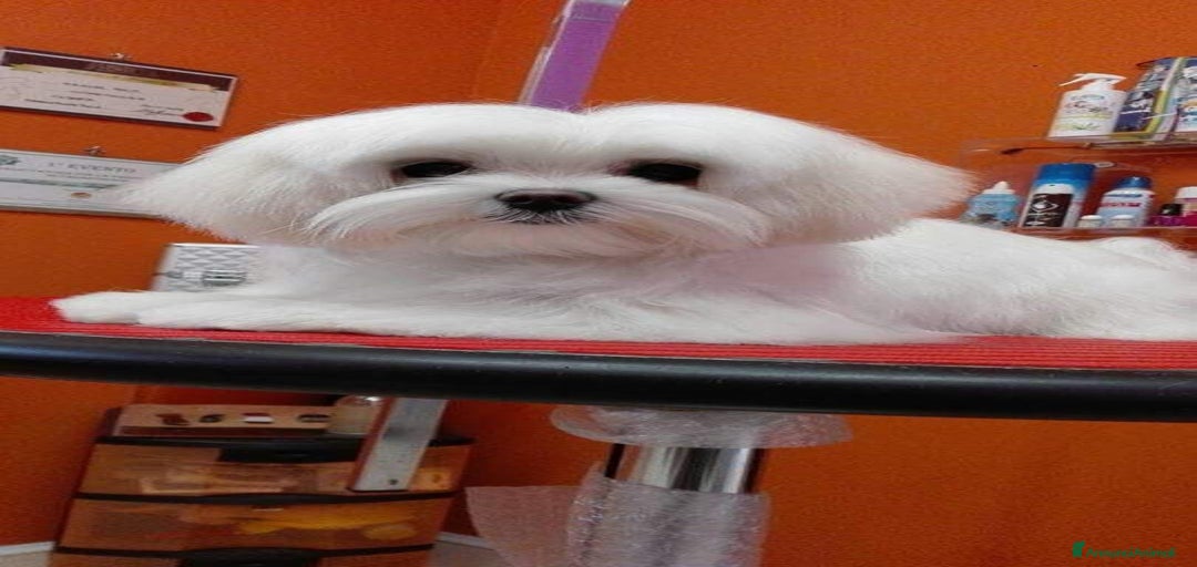 Immagine della galleria {{count}}