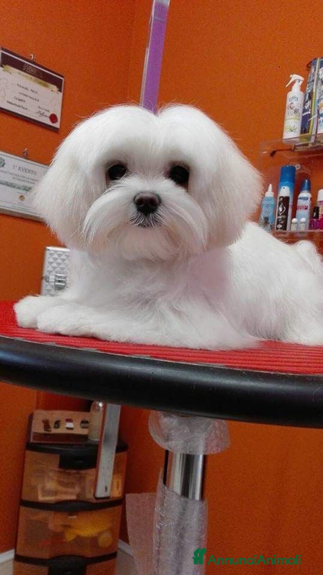 Immagine della galleria {{count}}