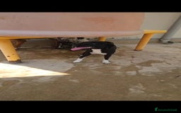 Meticcio cani in regalo: Beatrice: cucciolotta taglia contenuta socievole  a Città Metropolitana di Genova - Immagine 21