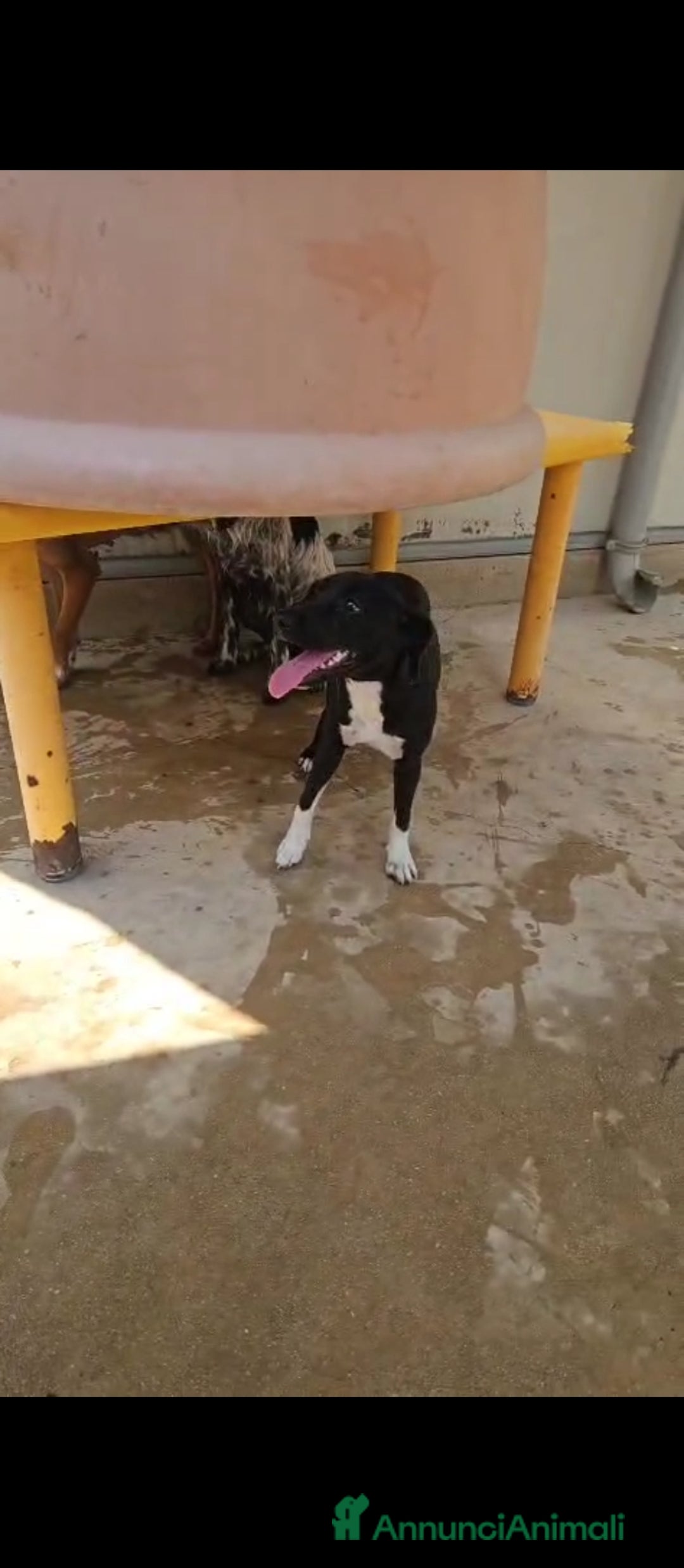 Meticcio cani in regalo: Beatrice: cucciolotta taglia contenuta socievole  a Città Metropolitana di Genova - Immagine 21