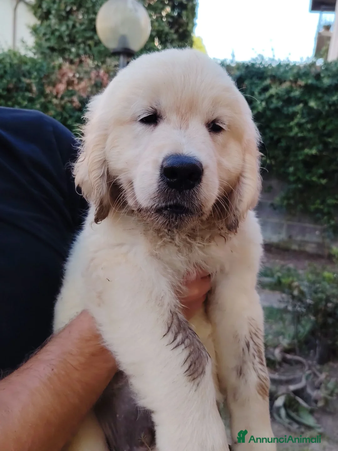 Golden Retriever cani in vendita: Golden retriever  - Annuncio 2
