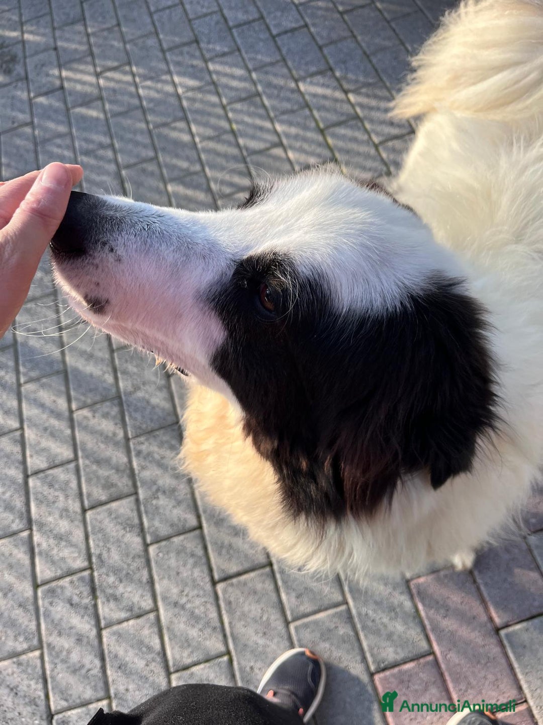 Meticcio cani in regalo: SIMBA MAREMMANO - Annuncio 10