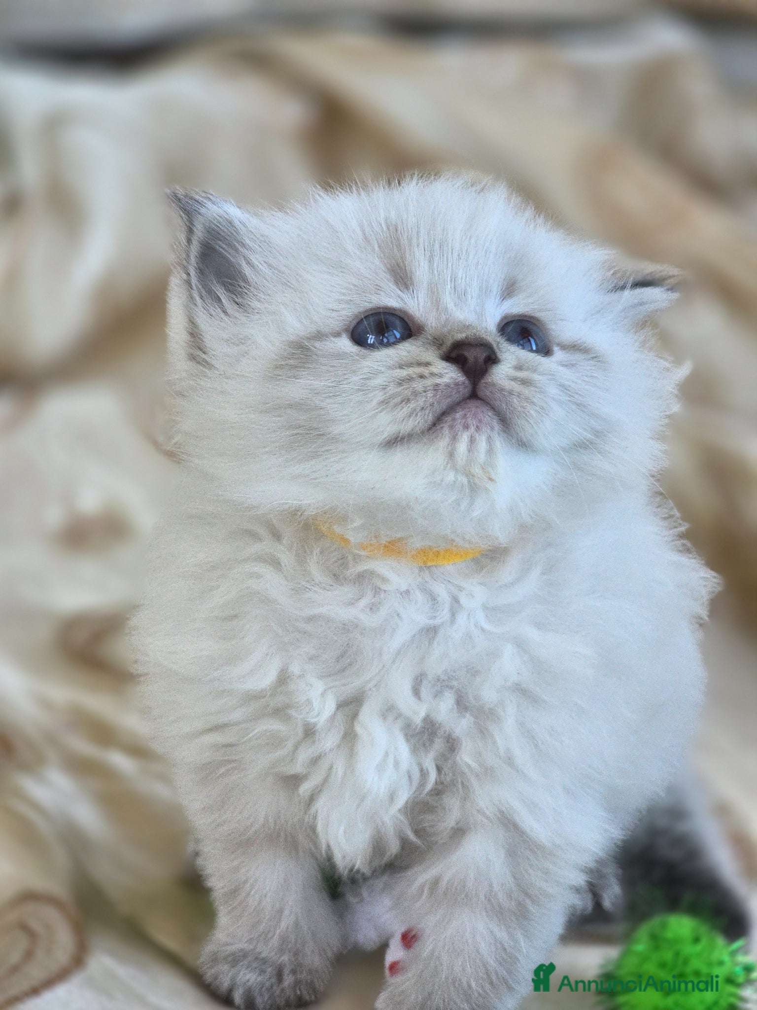 Siberiano gatti Cuccioli Siberiani Neva Masquerade selezionati  - Annuncio 2