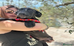 Meticcio cani in regalo: 8 cuccioli da salvare, 4 mesi: Gohan, Goku, ... a Provincia di Bergamo - Immagine 15