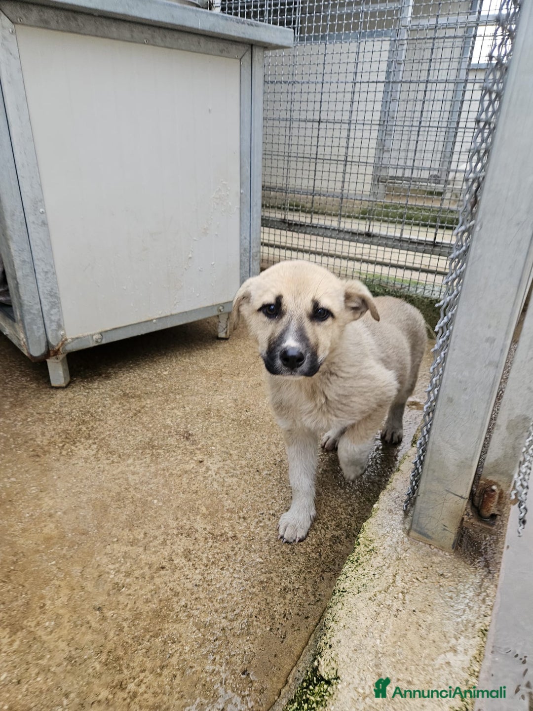 Meticcio cani in regalo: Giardino: 2 mesi taglia media  - Annuncio 7