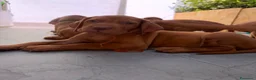 Bracco cani in vendita: Cuccioli di bracco ungherese (Viszla) disponibili - Annuncio 10
