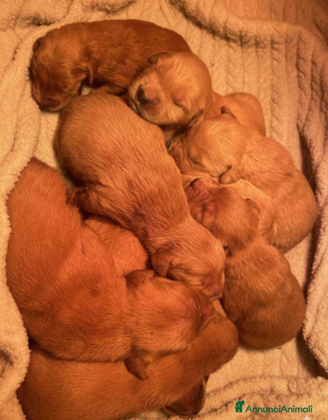 Golden Retriever cani in vendita: Cuccioli Golden Americani Alta Genealogia - Annuncio 5