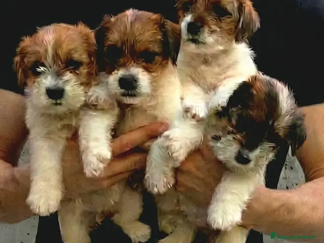 Jack Russell cani in vendita: Cuccioli Jack Russell broken/ruvidi con pedigree - Annuncio 2