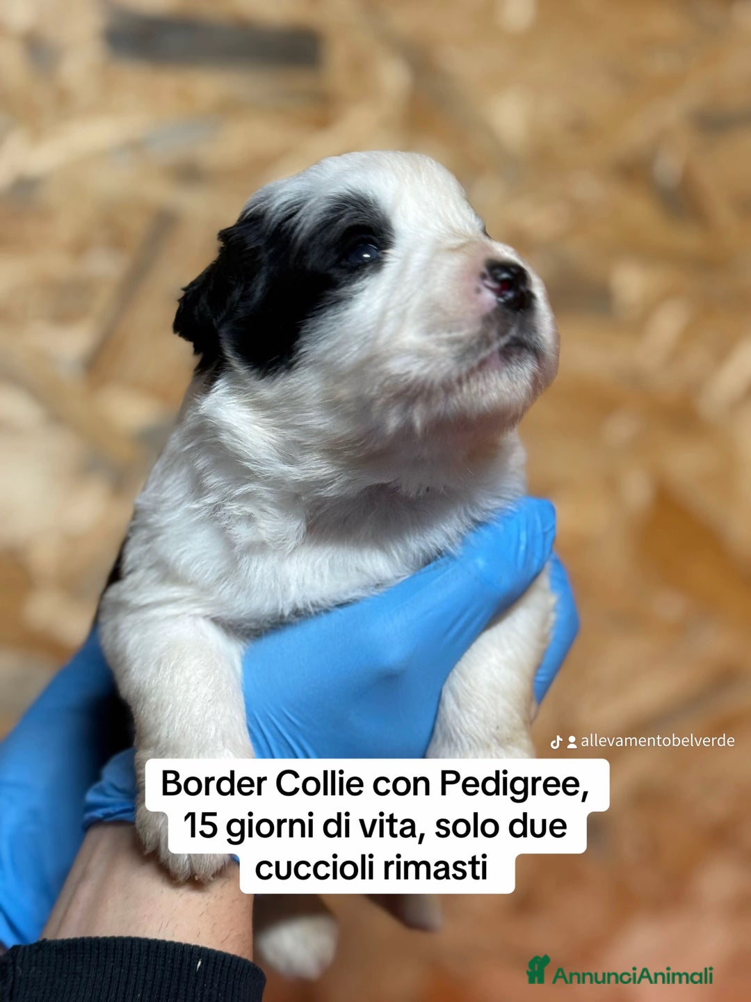 Border Collie cani in vendita: Border Collie Allevamento BELVERDE  - Annuncio 4