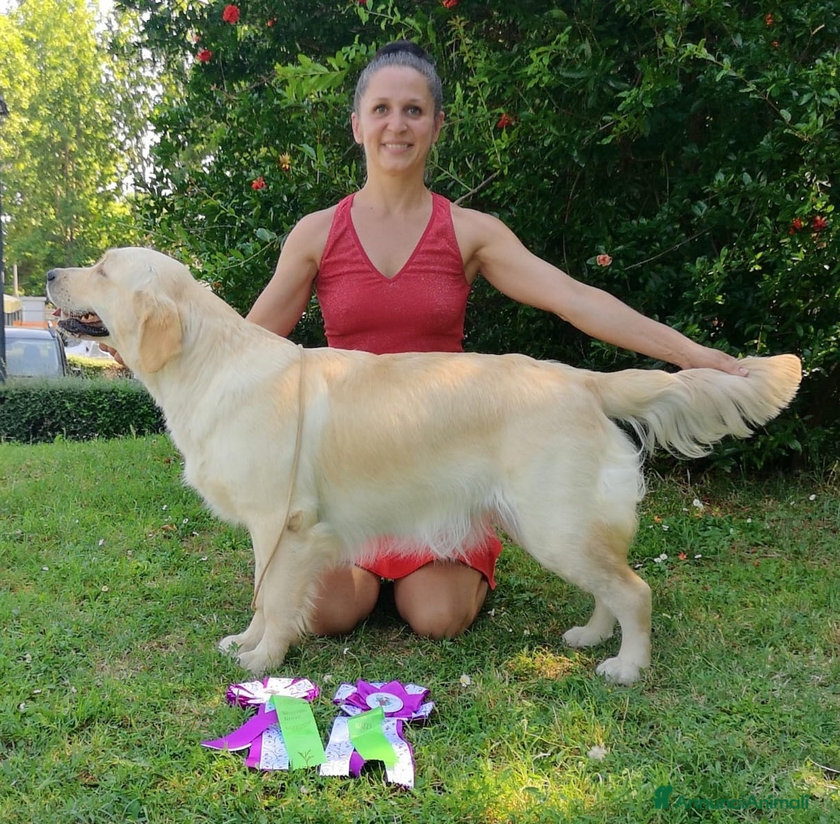 Golden Retriever cani Tre cuccioli disponibili  - Annuncio 11