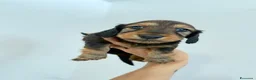 Bassotto cani in vendita: Bassotto a pelo lungo  - Annuncio 6