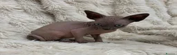Sphynx gatti in vendita: Sphynx gatto nudo - Annuncio 7