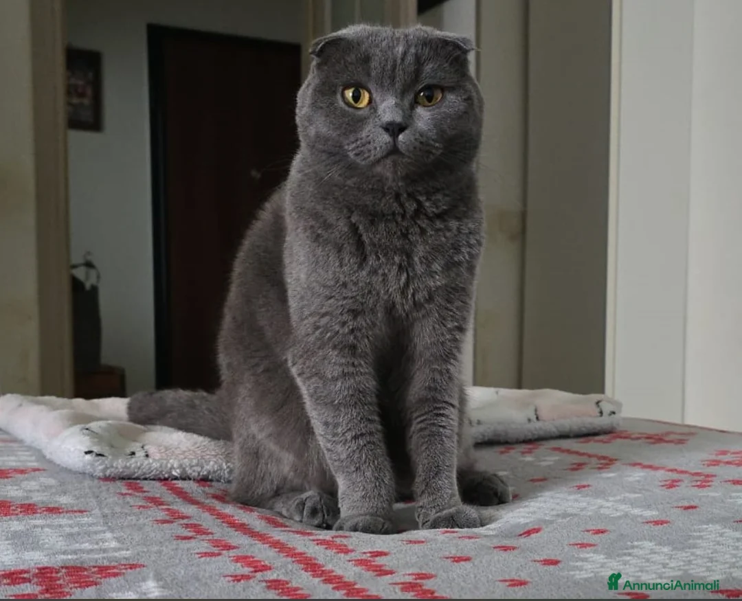 Scottish gatti per accoppiamento: CERCO FIDANZATO BRITISCH a Provincia di Piacenza - Annuncio 3