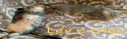 Europeo gatti in regalo: Vi presentiamo #Lev e #Olga. - Annuncio 2