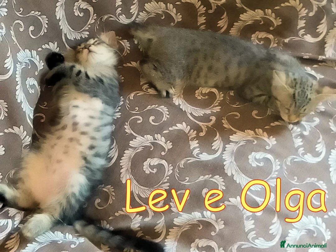 Europeo gatti in regalo: Vi presentiamo #Lev e #Olga. - Annuncio 2