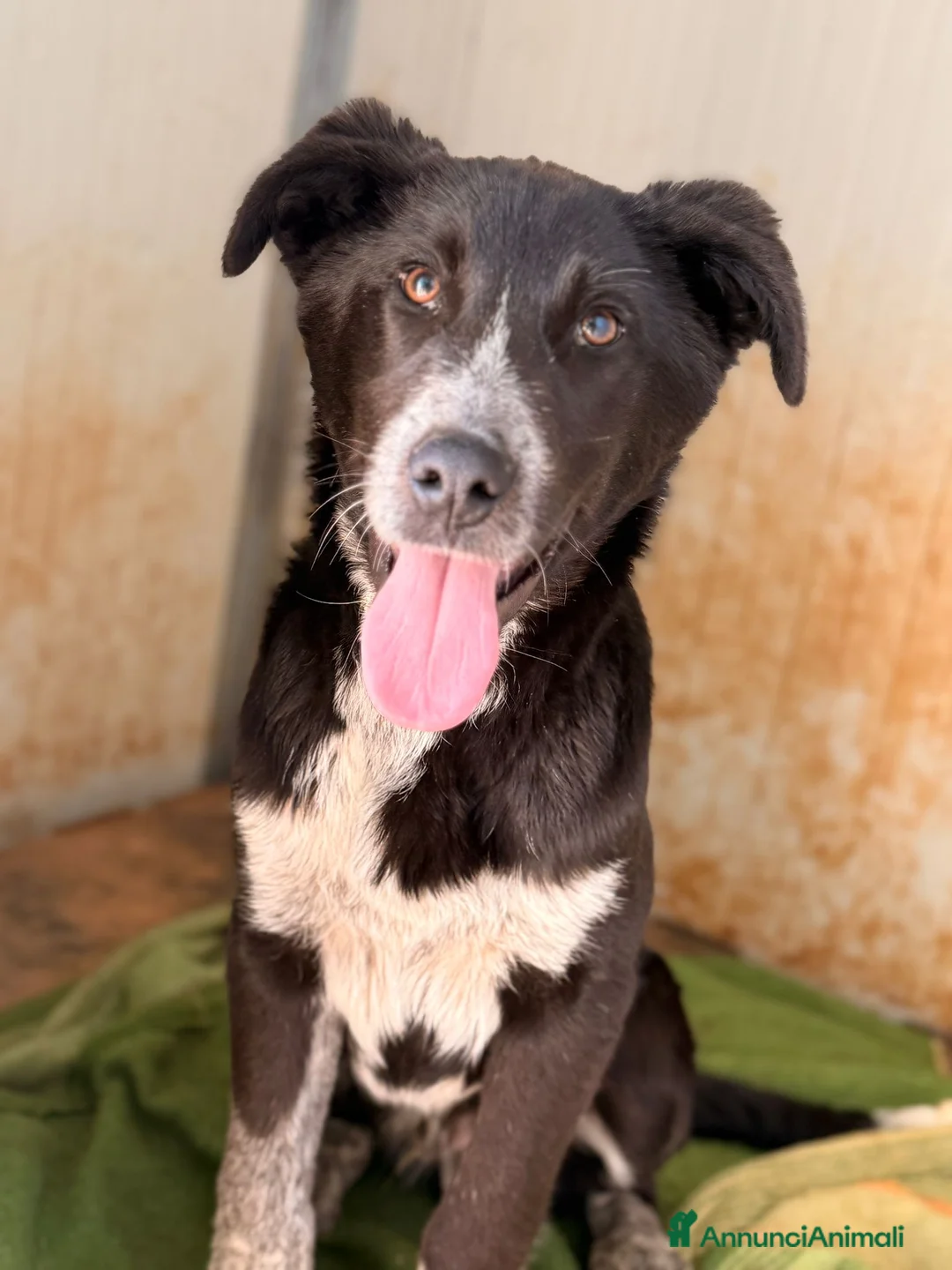 Meticcio cani in regalo: Milo❤️ - Annuncio 2